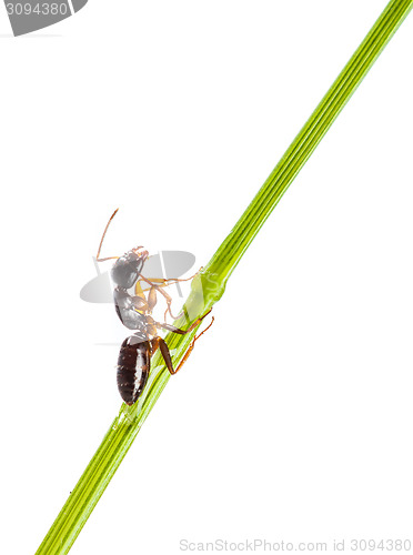 Image of Ant