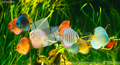 Image of Symphysodon discus