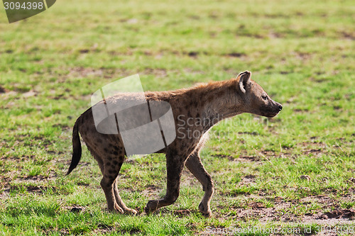 Image of Spotted Hyena