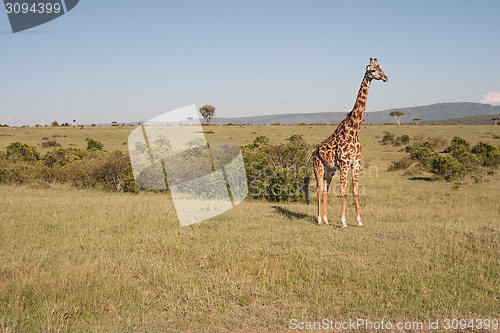 Image of Reticulated Giraffe