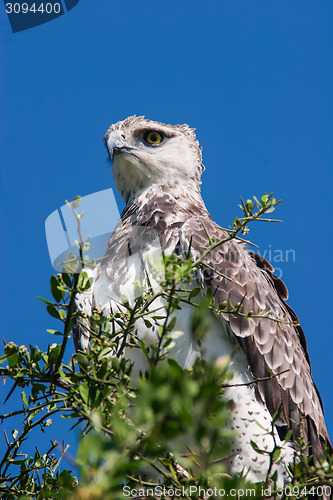 Image of Martial Eagle