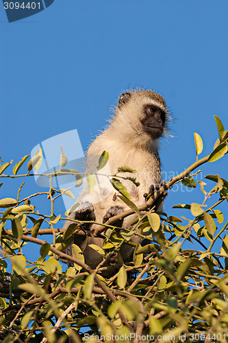 Image of Black Faced Vervet Monkey