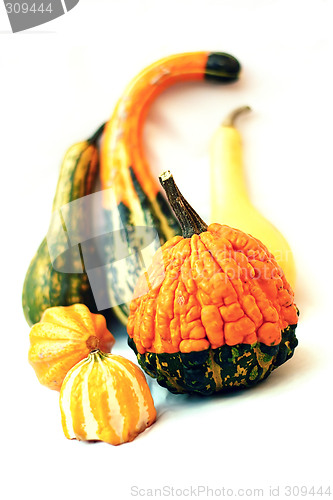 Image of autumnal composition still life