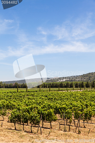 Image of Provence vineyard