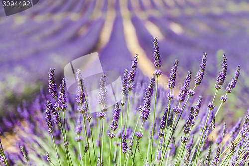 Image of Lavander field