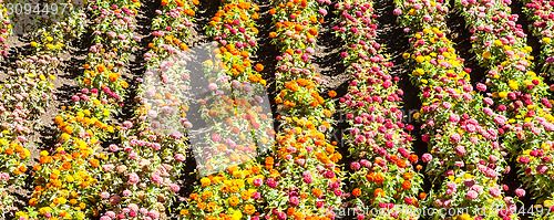 Image of Tagetes garden in spring season