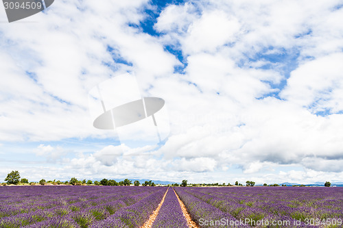 Image of Lavander field