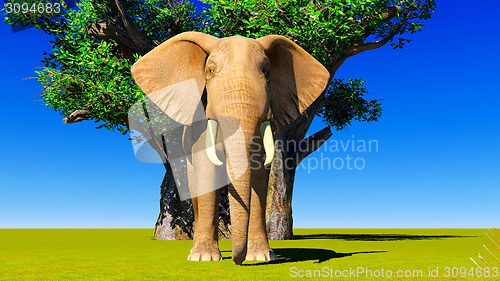 Image of Elephant  in Africa