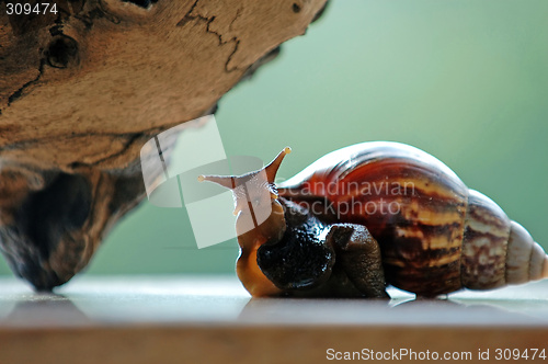 Image of Funny snail