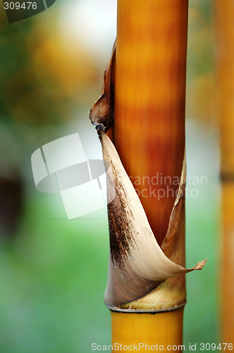 Image of Bamboo