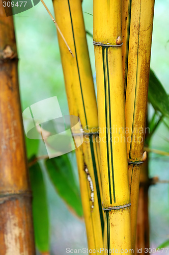 Image of Bamboo