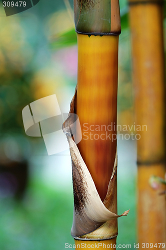 Image of Bamboo