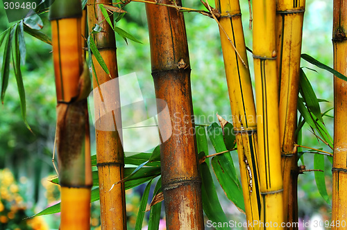 Image of Bamboo