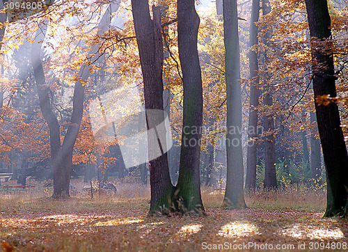 Image of Autumn forest