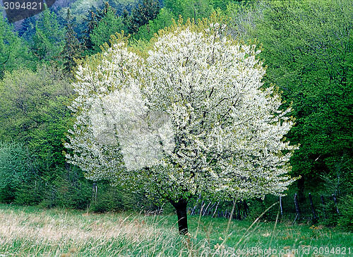 Image of Spring in Forest