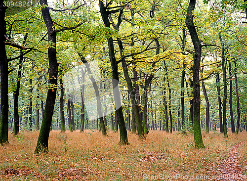 Image of Autumn forest