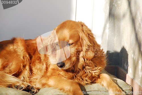 Image of Golden retriever dog