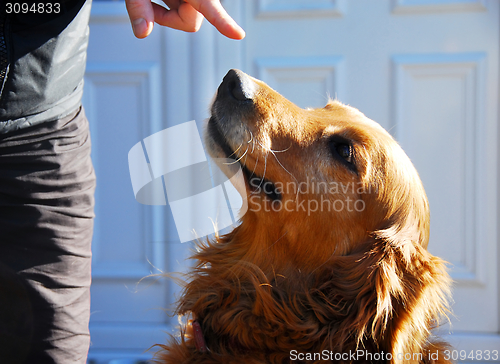 Image of Guilty golden retriever dog portrait
