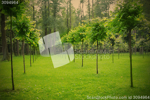 Image of park with young trees