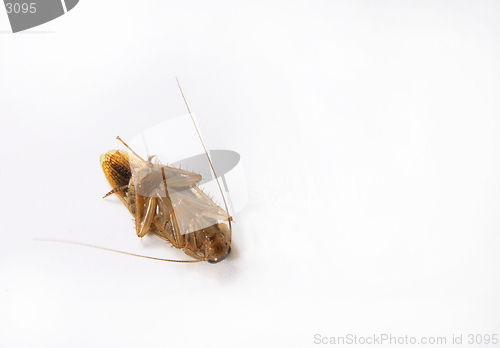Image of Dead cockroach