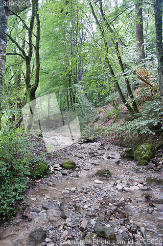 Image of France Savoie forest walks