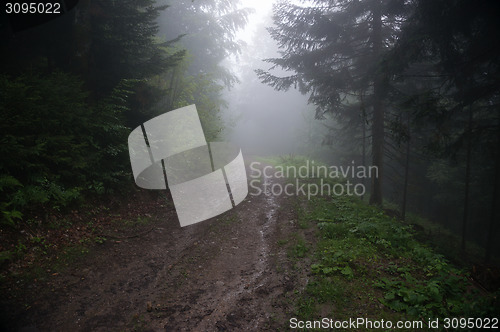 Image of Alpine forest nature