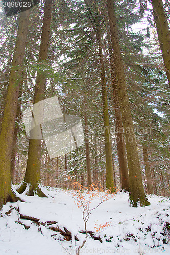 Image of Romantic show forest