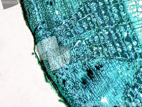 Image of Tilia stem micrograph