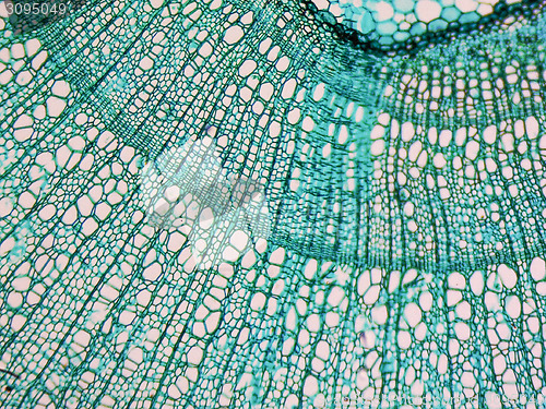 Image of Tilia stem micrograph