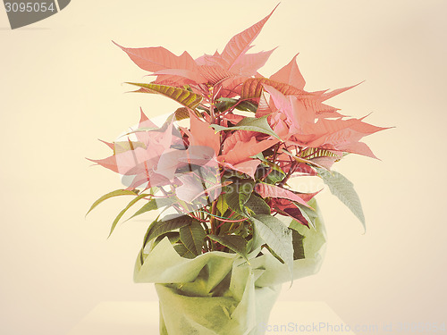 Image of Poinsettia Christmas star