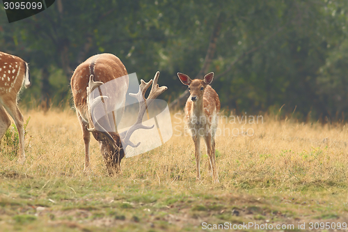 Image of herd of fallow deers in clearing