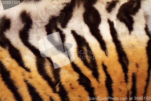 Image of natural pattern on tiger fur