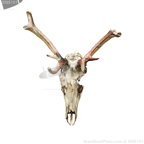 Image of skull of red deer eaten by wolfes