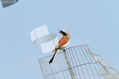 Image of red backed shrike