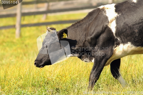 Image of holstein cow on green meadow