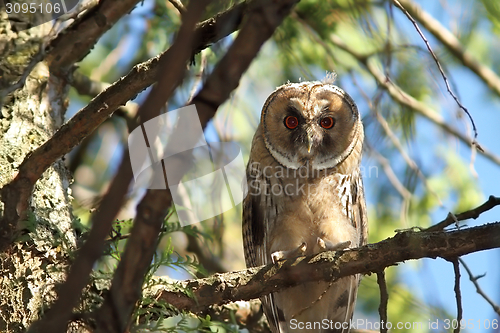 Image of juvenile long eared owl 