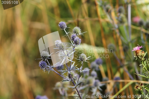 Image of flat sea holly on a meadow