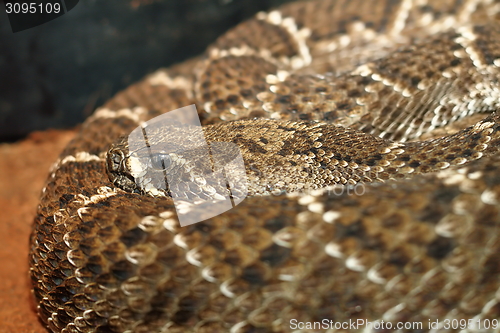 Image of western diamondback rattlesnake