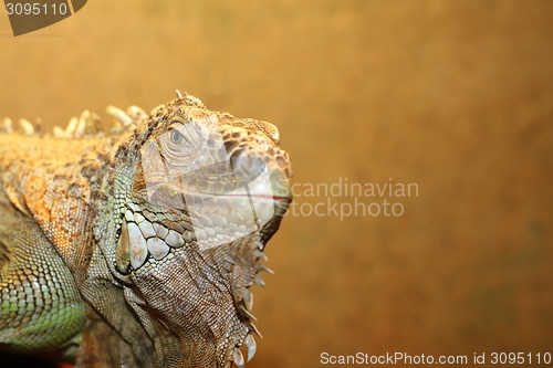 Image of portrait of a green iguana