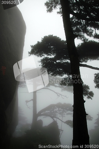 Image of The silhouette of pine tree