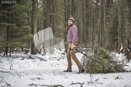 Image of Young man is caryying christmas tree in the wood