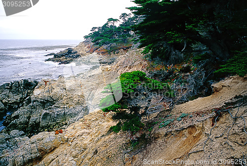 Image of Point Lobos in California