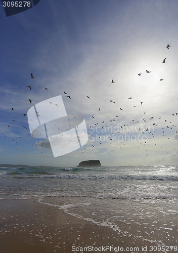 Image of Flock of seagulls fly overhead at Mystics Beach