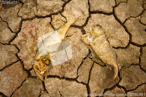 Image of sea drought change of  climate heat water