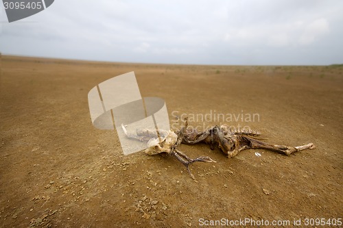 Image of dead animal among sand and  drought