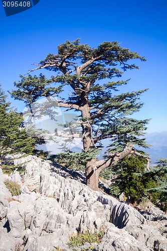 Image of bright colorful view of the rocks and pines