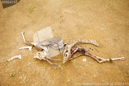 Image of dead animal  drought
