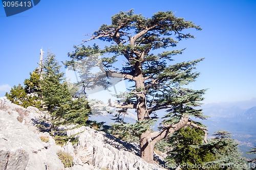 Image of bright colorful view of the rocks and pines