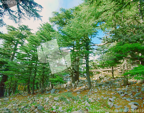 Image of wild natural hillside and pine forest