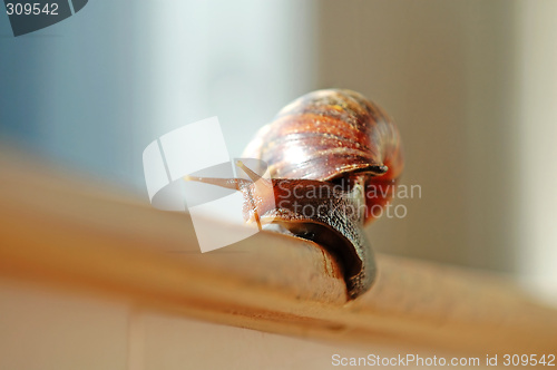 Image of A slithered snail